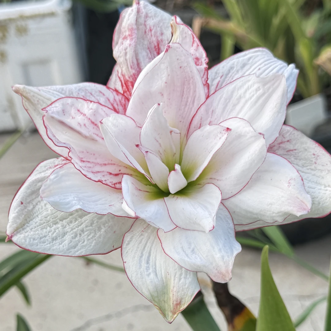 杂交朱顶红朱顶红种球绿植，新开无名，卖断价，就一个母球6左右