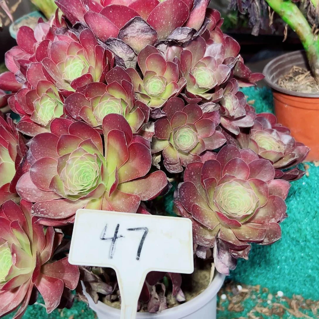 多肉植物梅金法师