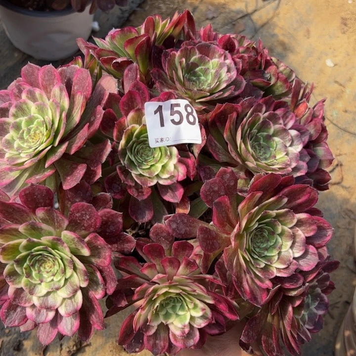 水墨画多肉植物158