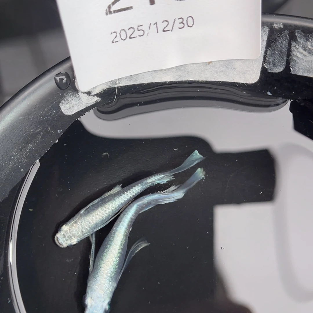 青鳉鱼218天使之翼一对