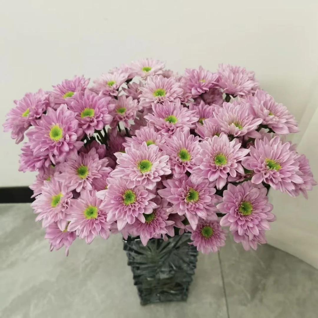 蒙娜丽莎小菊花盆栽庭院阳台花卉植物多年生易爆花易养护