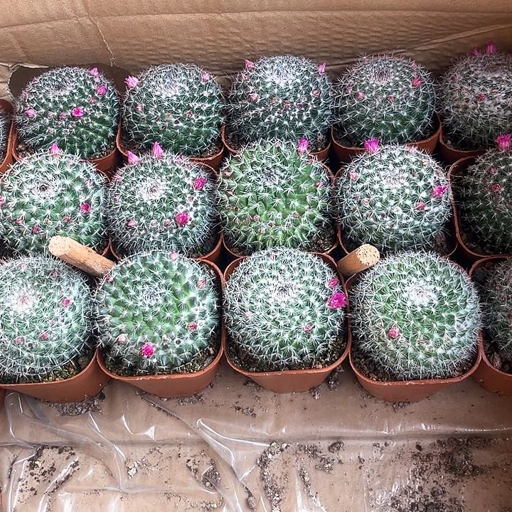 玉翁带花苞2颗 包邮