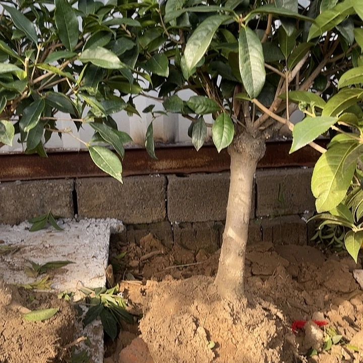 用***水当前无花栽培后可以开花四季日香