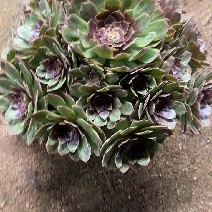 多肉植物半夏锦…………