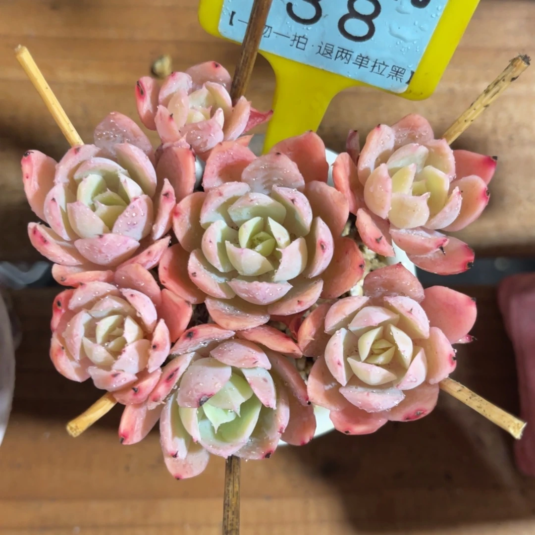 云尘多肉一物一拍38不含盆