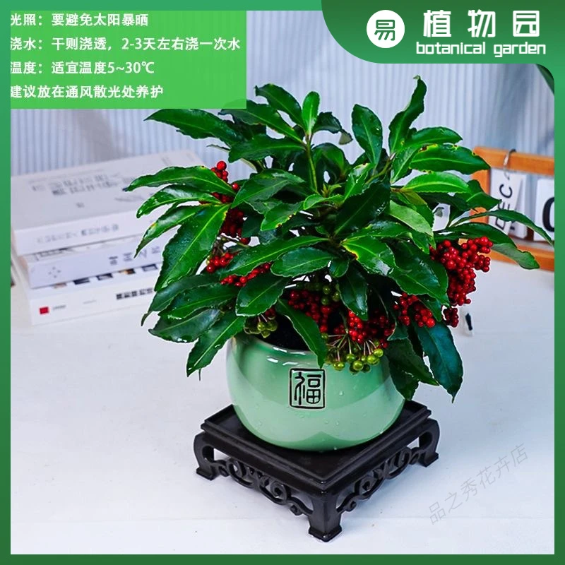 易养耐寒的富贵籽花卉室内盆栽四季常绿带果全国适宜种植20 - 25c