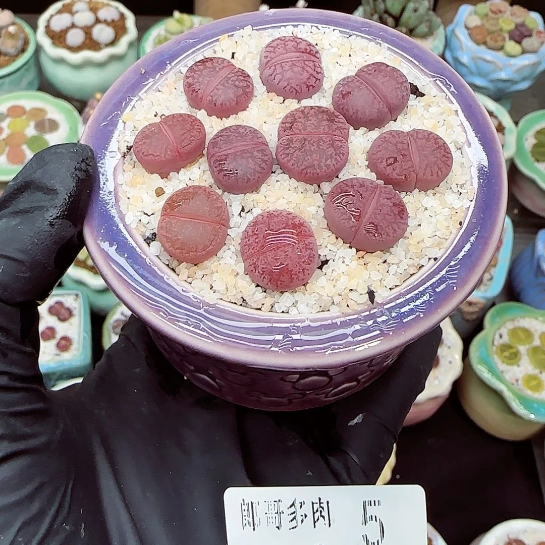 生石花满18包邮1122-5