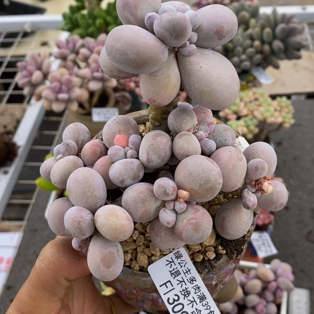 芭比奶酪309/10c m