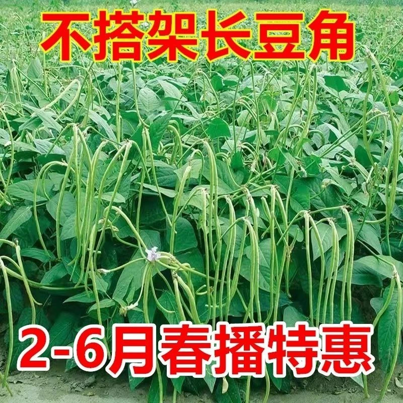 春种高产无架长豆角种子矮生不搭架长豇豆阳台盆栽地春季种子大全