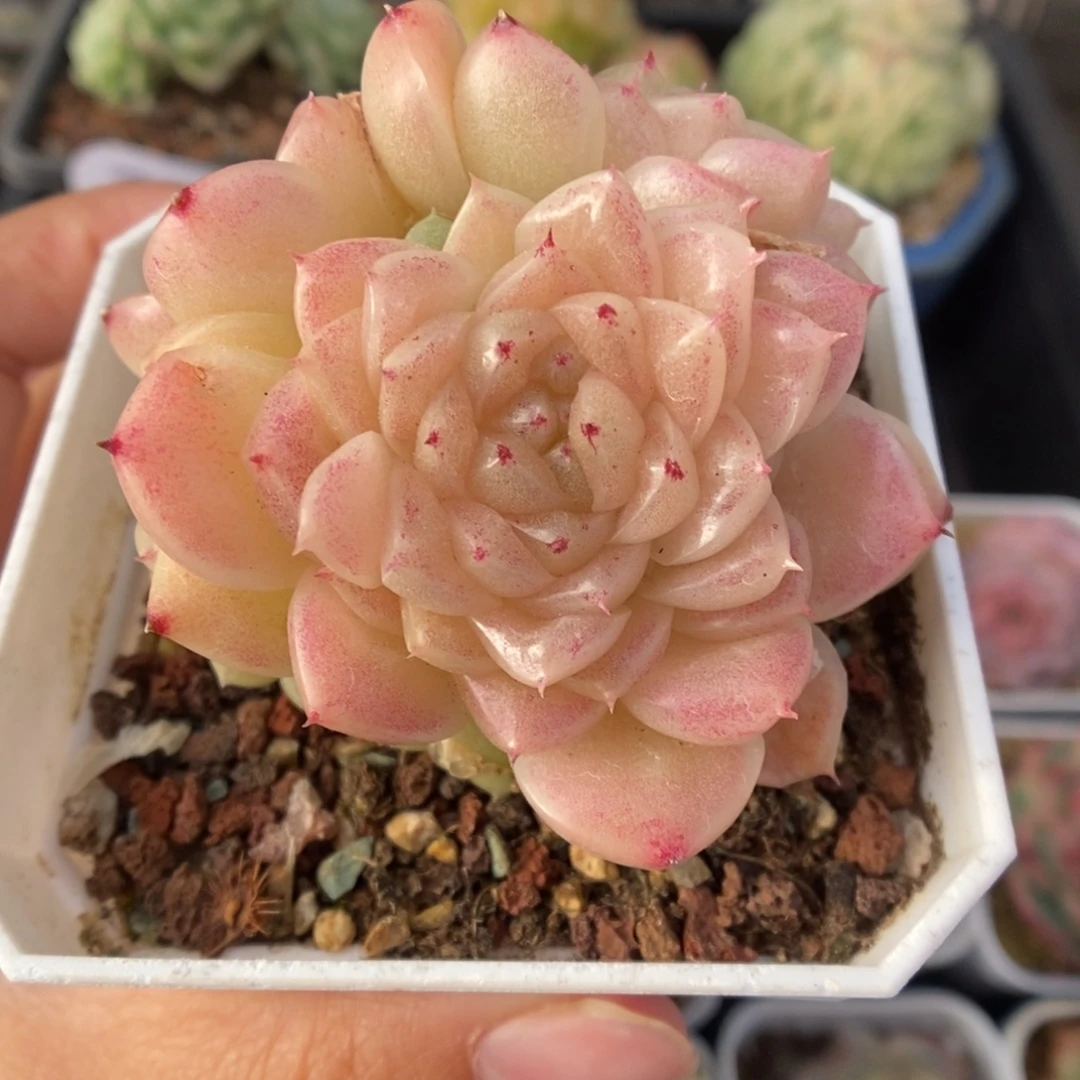 丽丽麦秆群生793号。