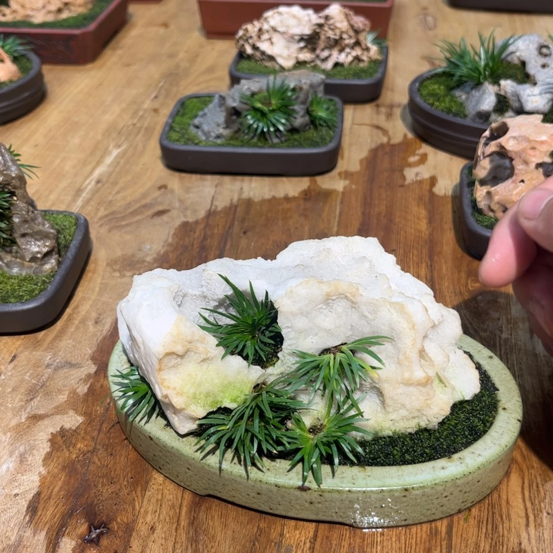 宝***月紫砂花盆➕菖蒲附石