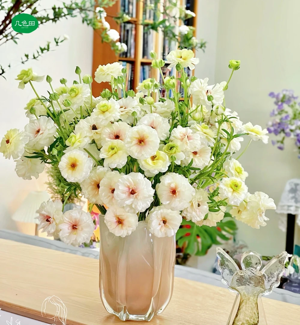 香槟色蝴蝶洋牡丹----云南直发鲜花云南花插花鲜花