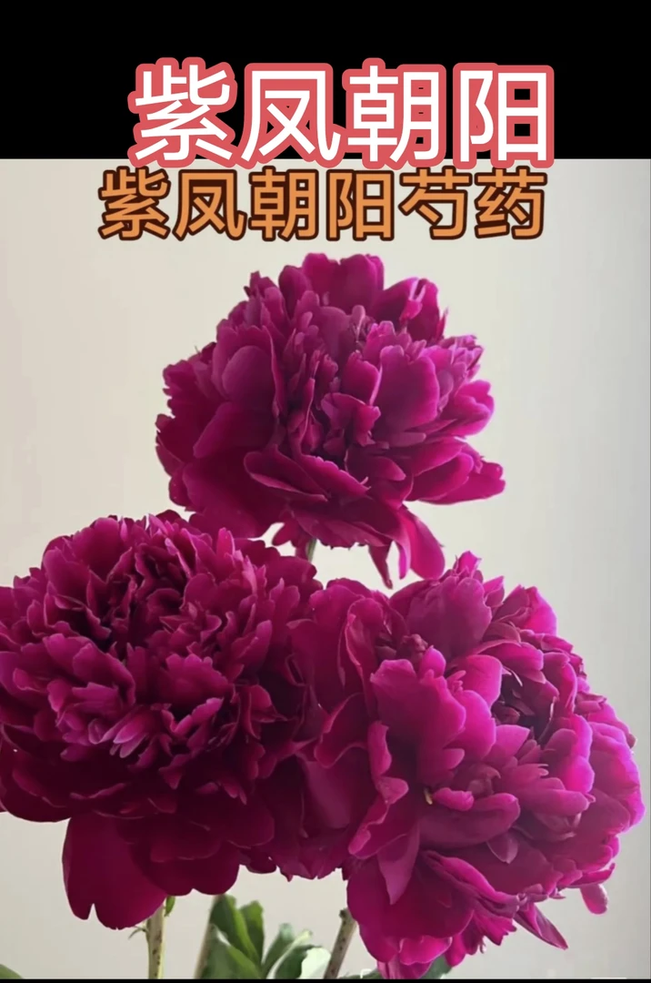 国产芍药（紫风朝阳）