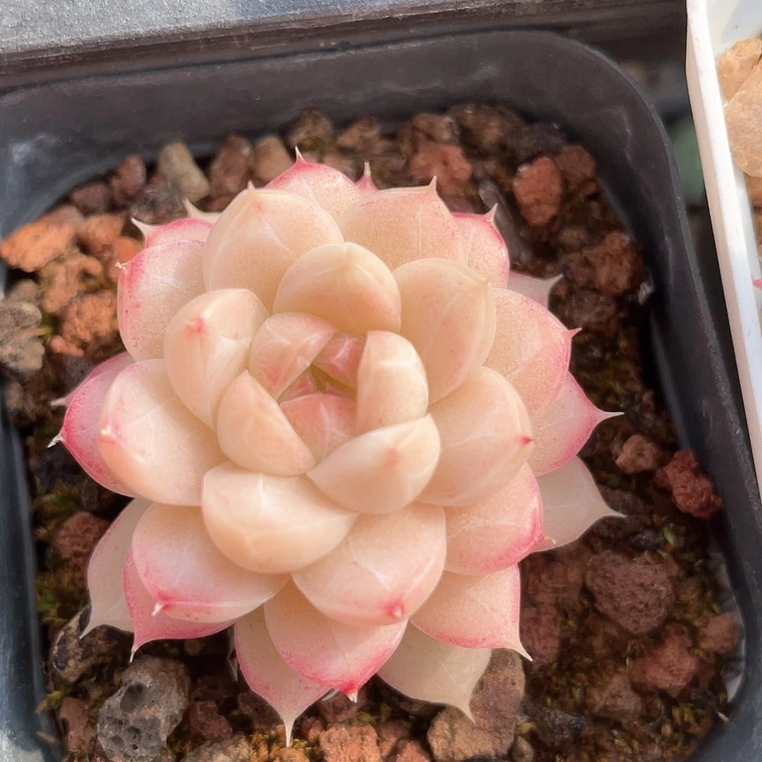 开播福利女王166