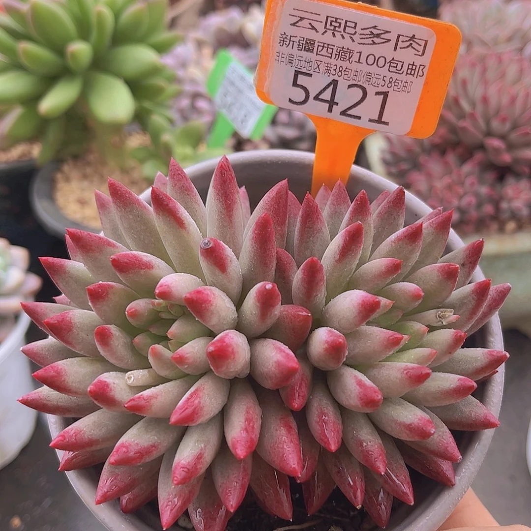 5421虞美人多肉植物c