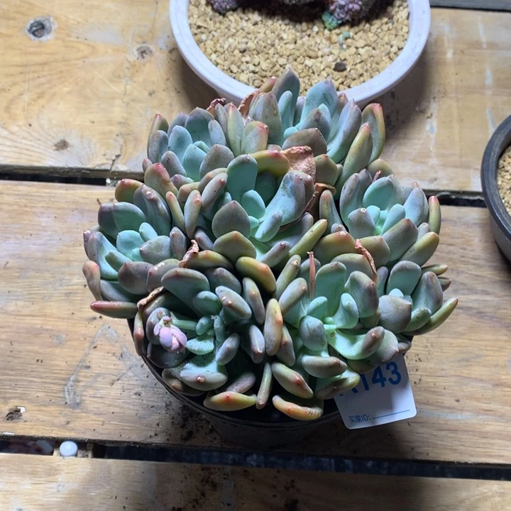 梅**心143 满20包邮脱土发货