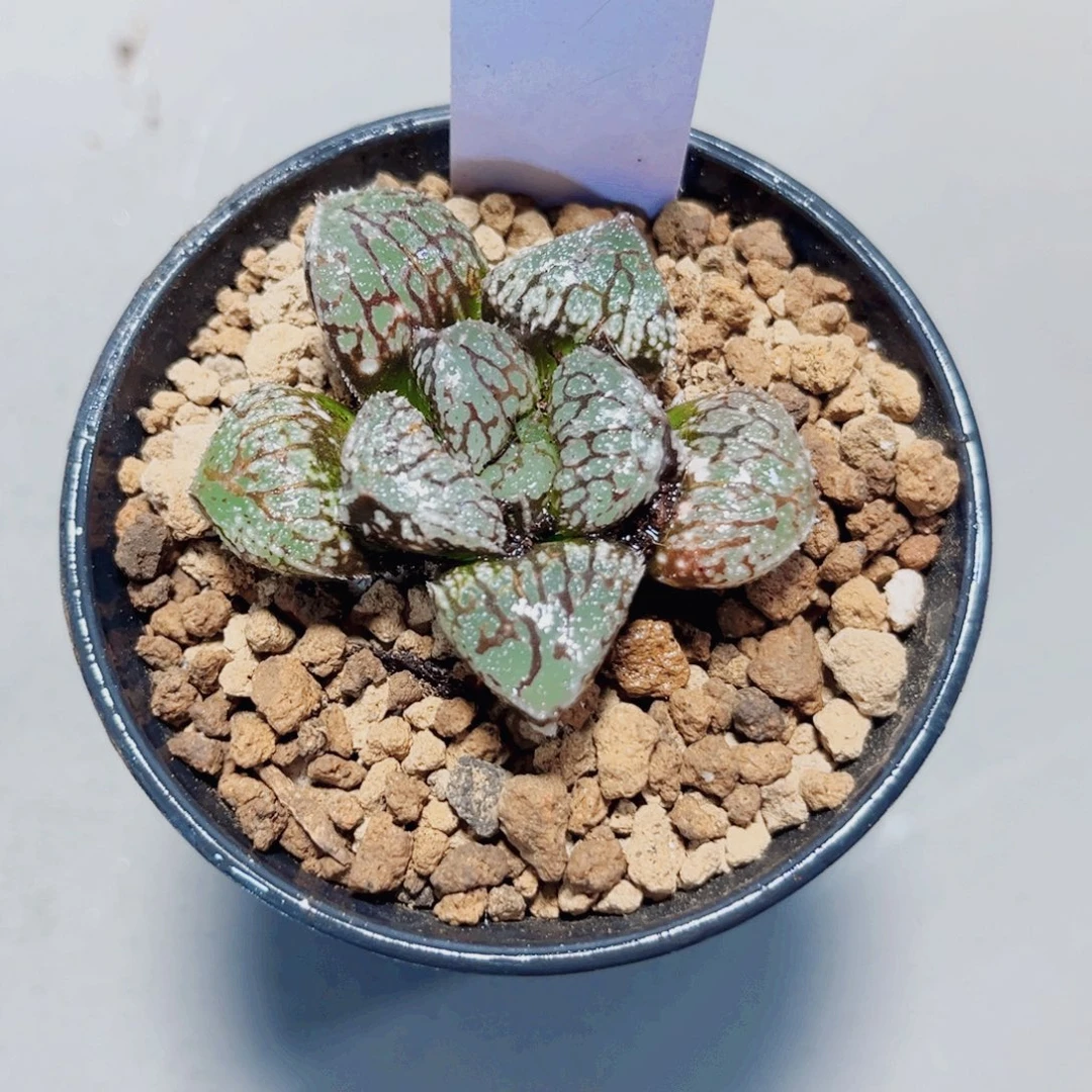 魔多寿多肉植物6666