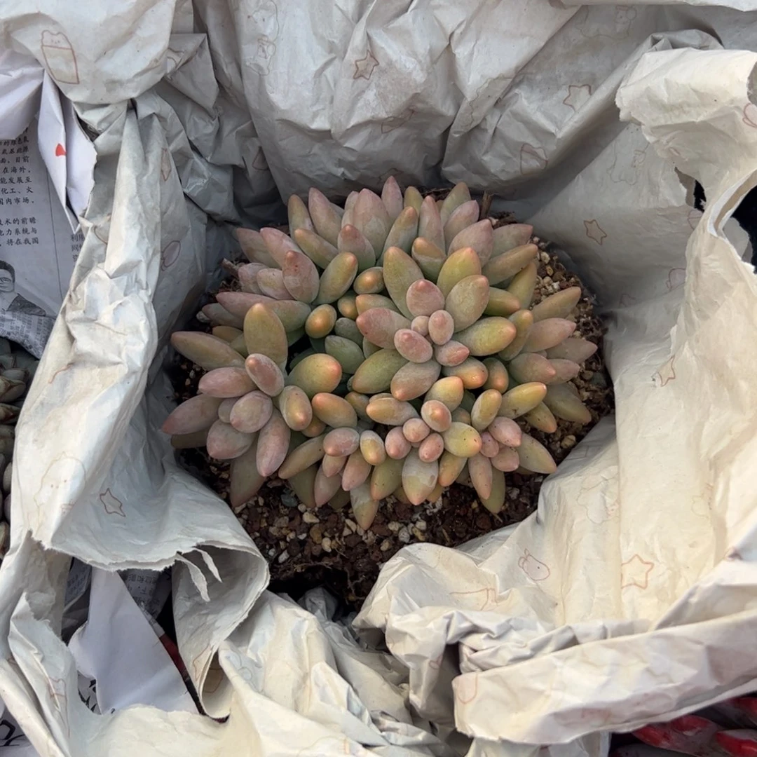 锦***上白兰地自然群多肉植物