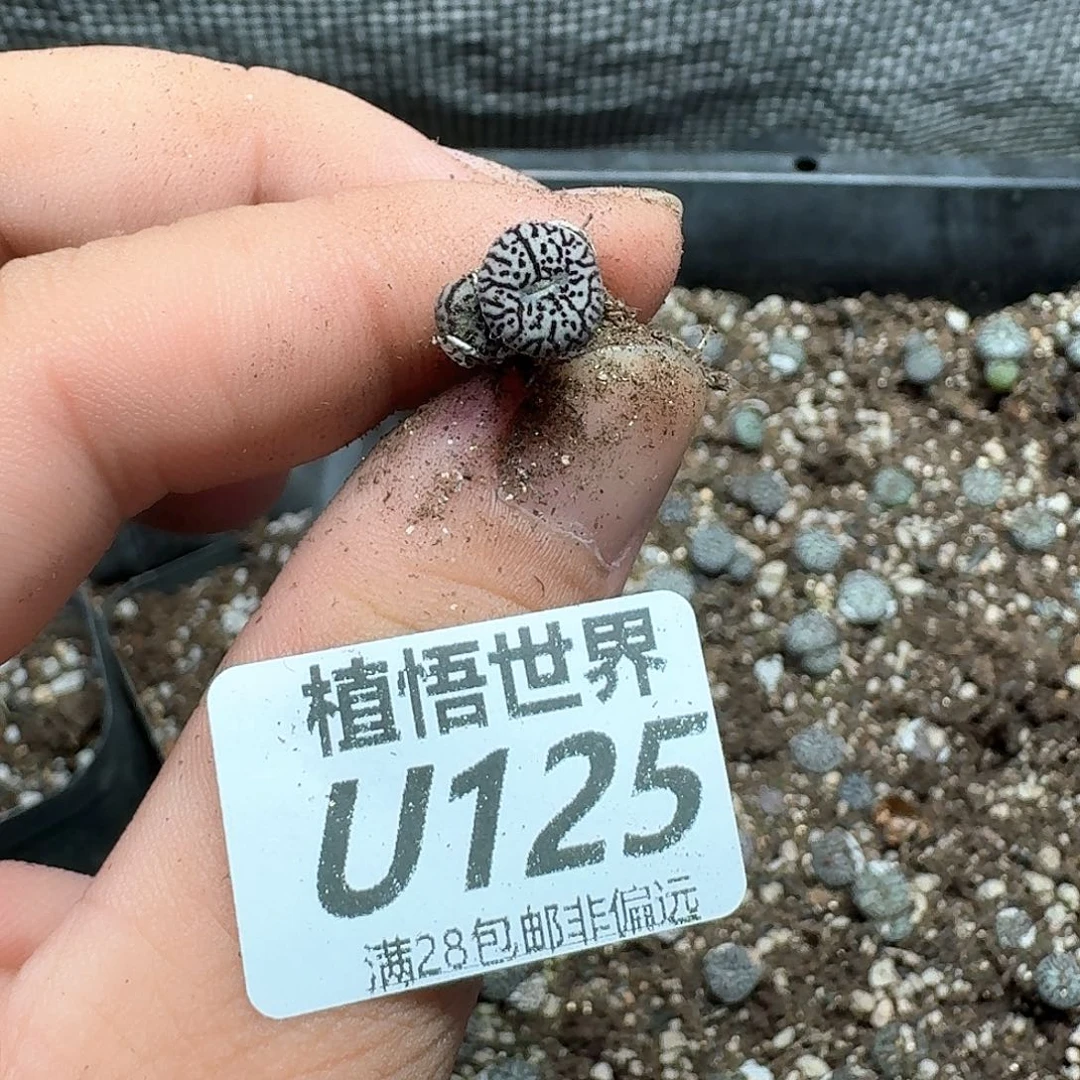 有单的拍，多肉植物