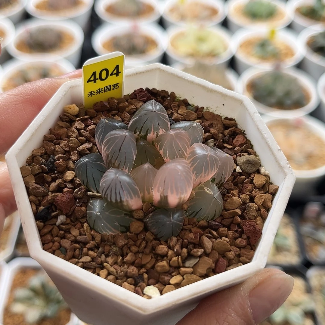 404糊斑龙爪玉露锦福利