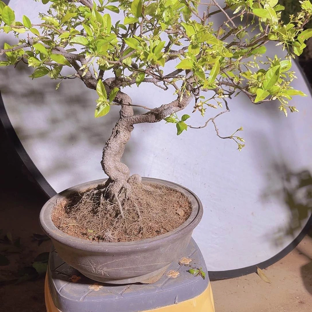 风车茉莉盆景造型设计盆栽