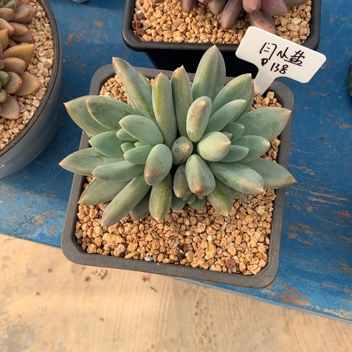 哥特萝莉12314444