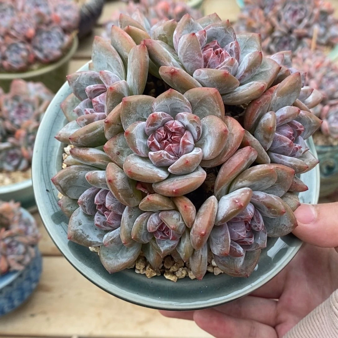 九头绿底紫心小包子