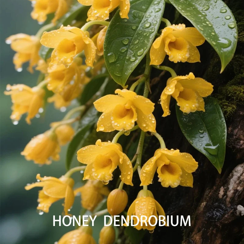 大炸！5ml蜂蜜石斛方精油