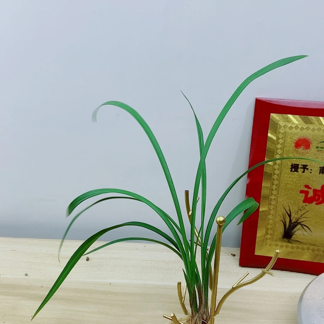 当前无花朵，栽培后可花朵