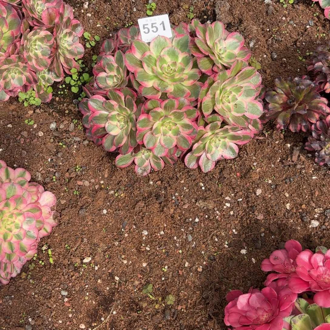 幸***）无花朵551多肉法师发货