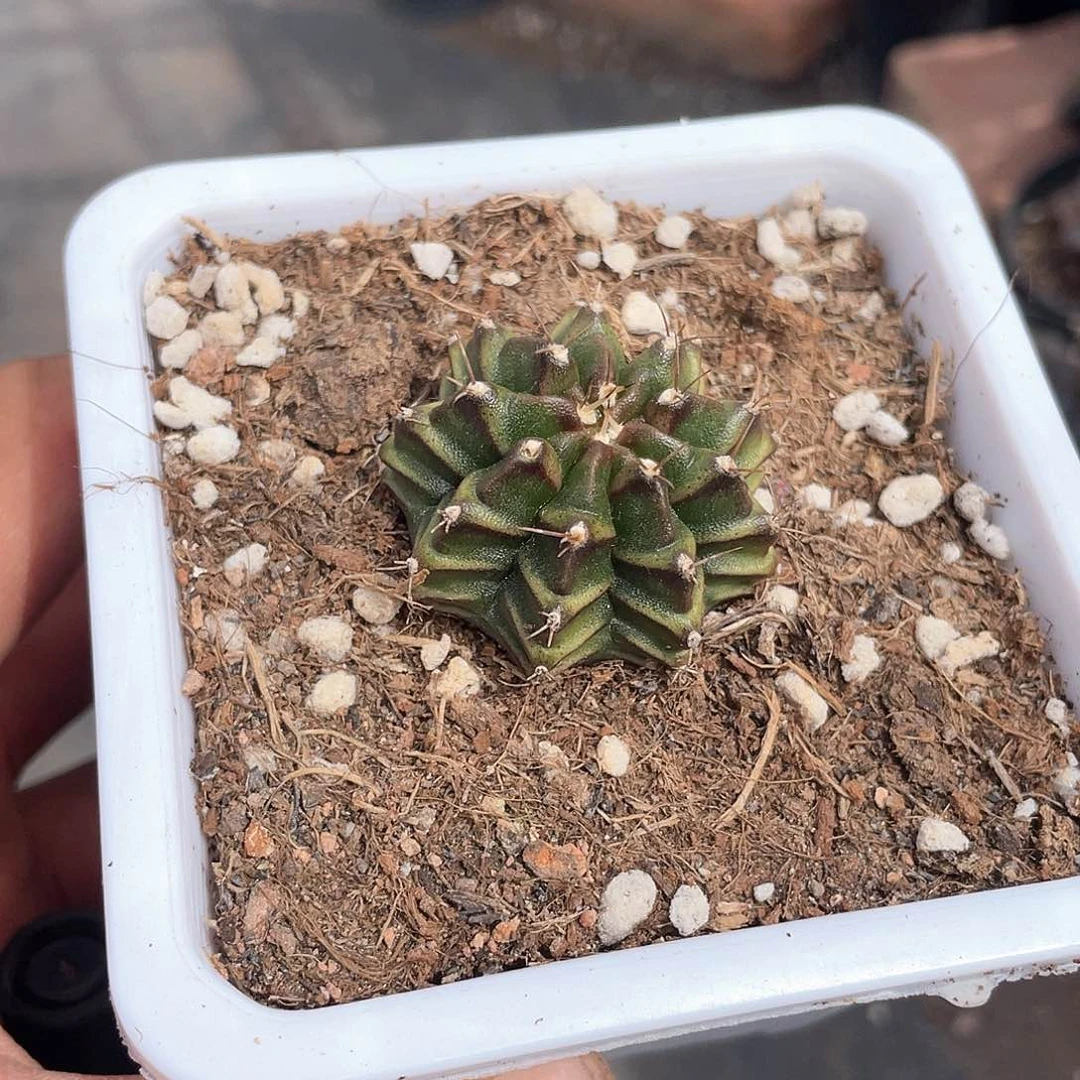 小课牡丹仙人球福利带盆发货