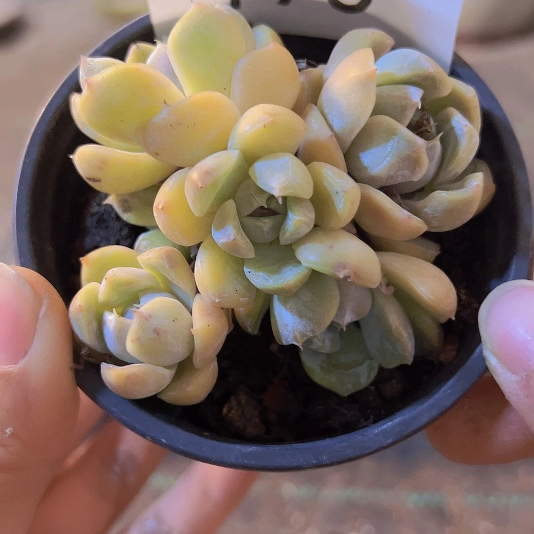 195.拼盘，多肉植物
