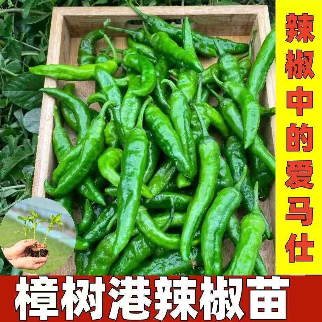 樟树港辣椒优质辣椒苗地载盆栽高产