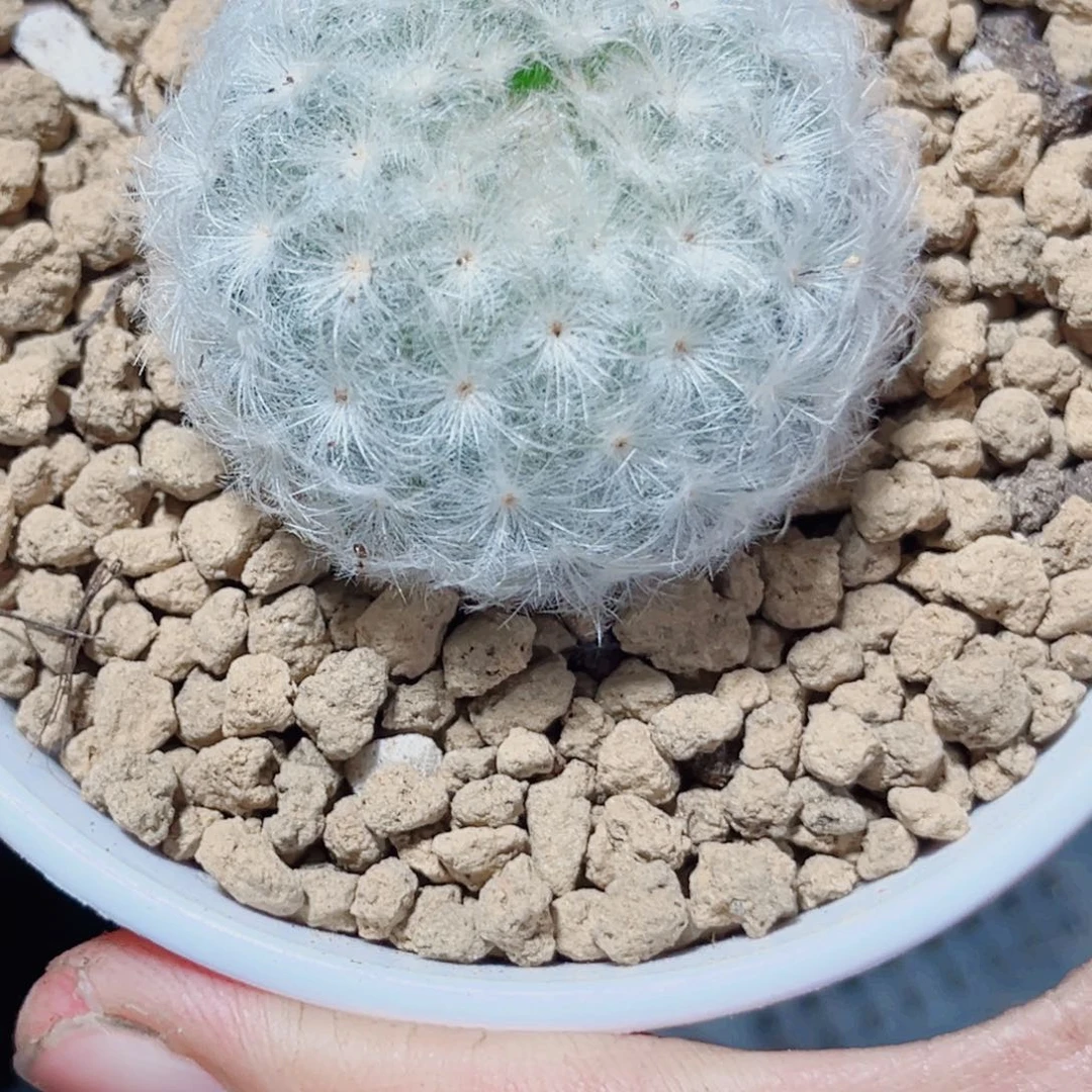 漂亮球球多肉植物6666