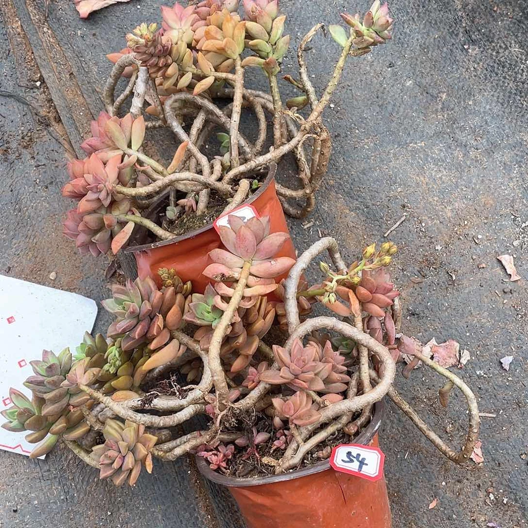 53-54两颗 一物一拍多肉