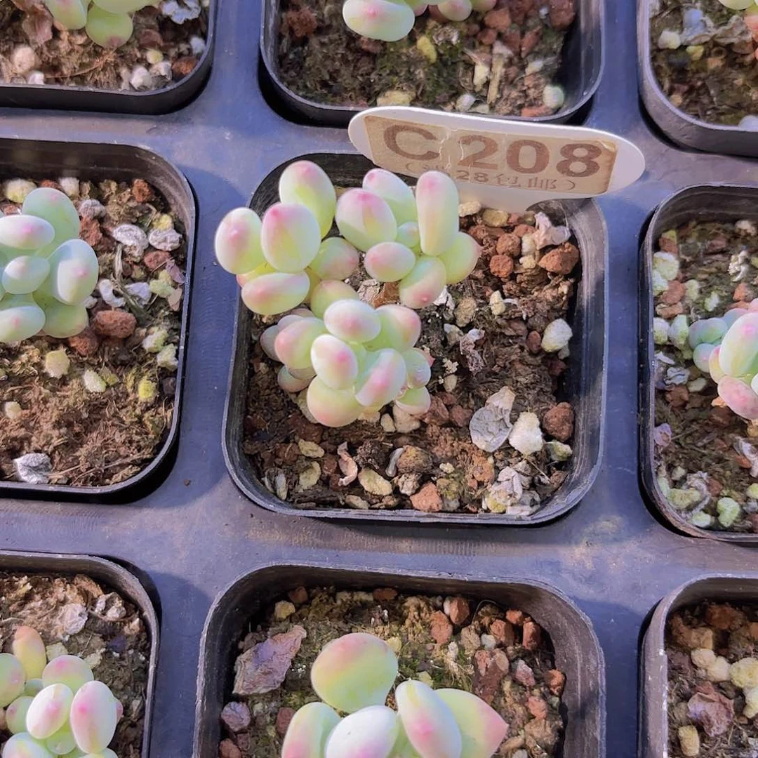 C208苹果奶一物一拍