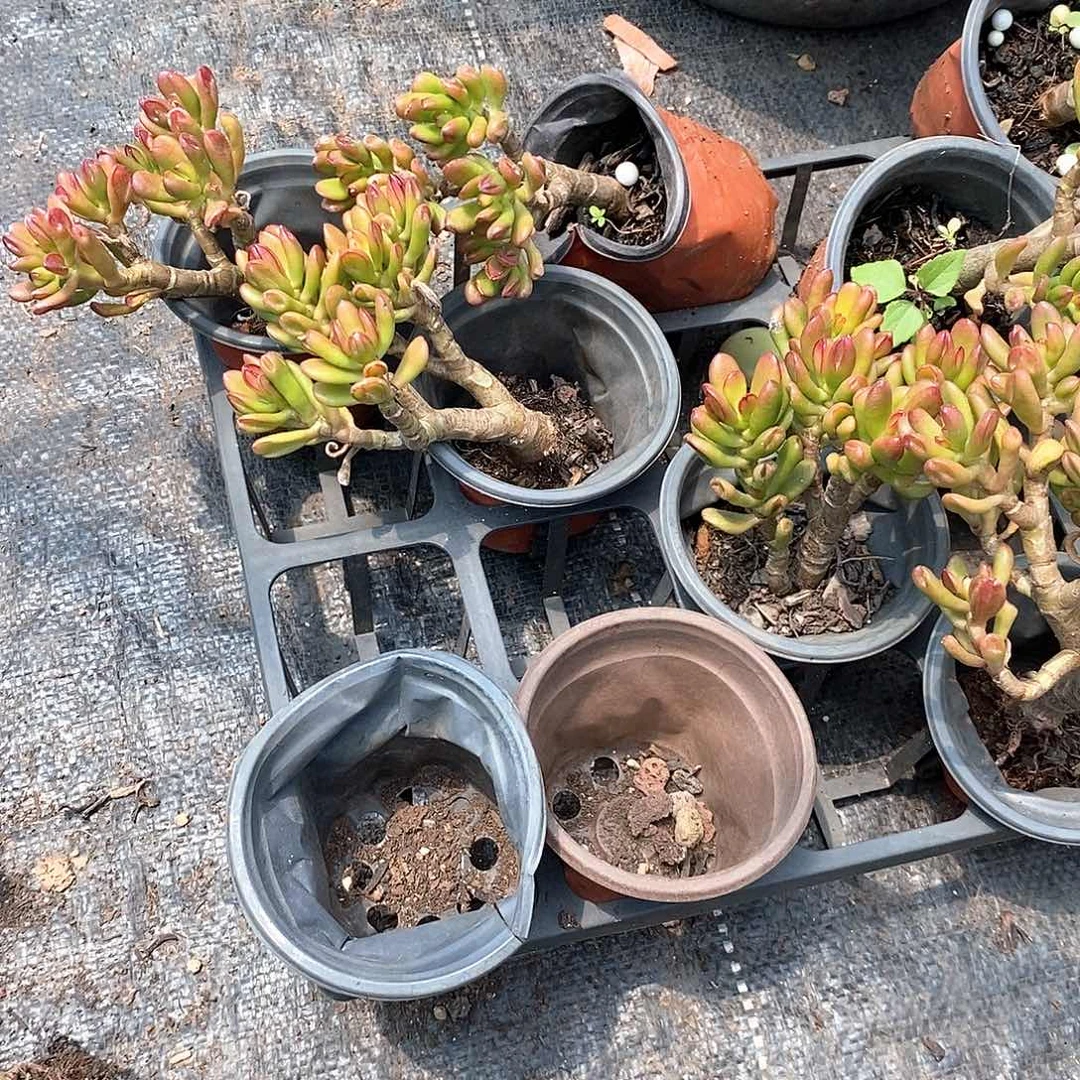 小招财3颗多肉植物