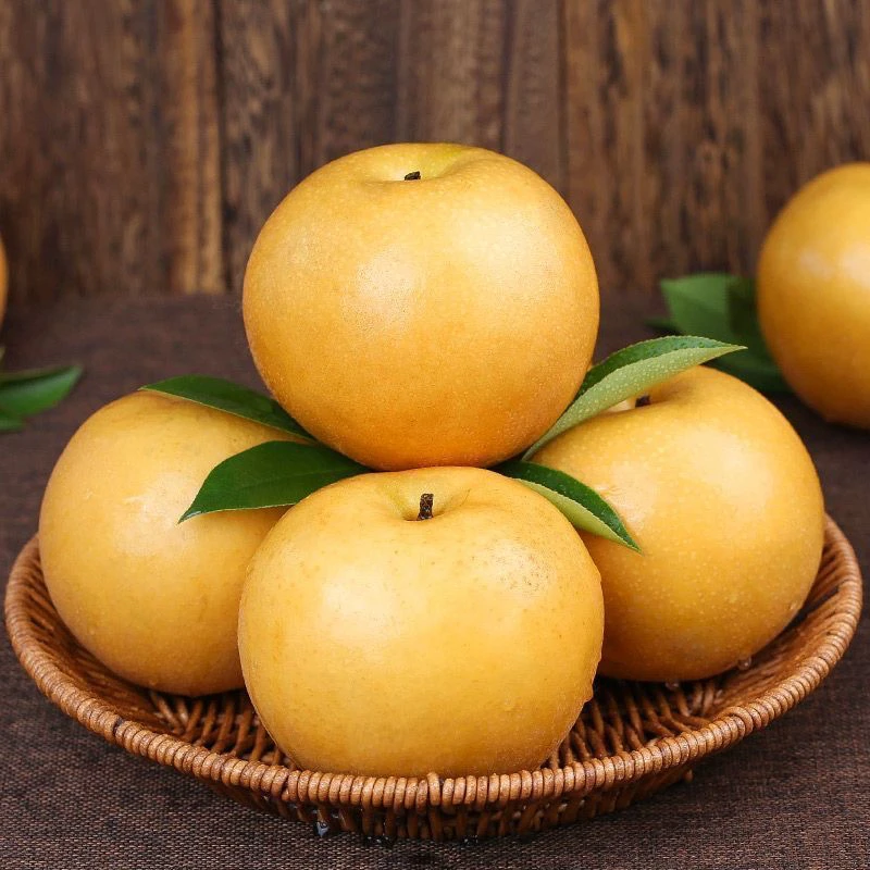 湘西正宗秋月梨新鲜冰糖梨应季水果脆甜多汁中秋礼盒现摘皮薄