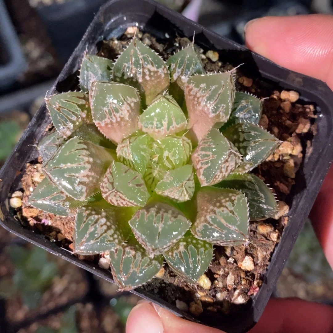 十二卷楼兰 一颗 周末整点福利