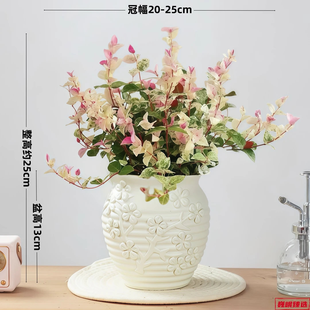花叶络石彩叶绿植盆栽室内外四季好养易活耐寒耐热庭院客厅阳台