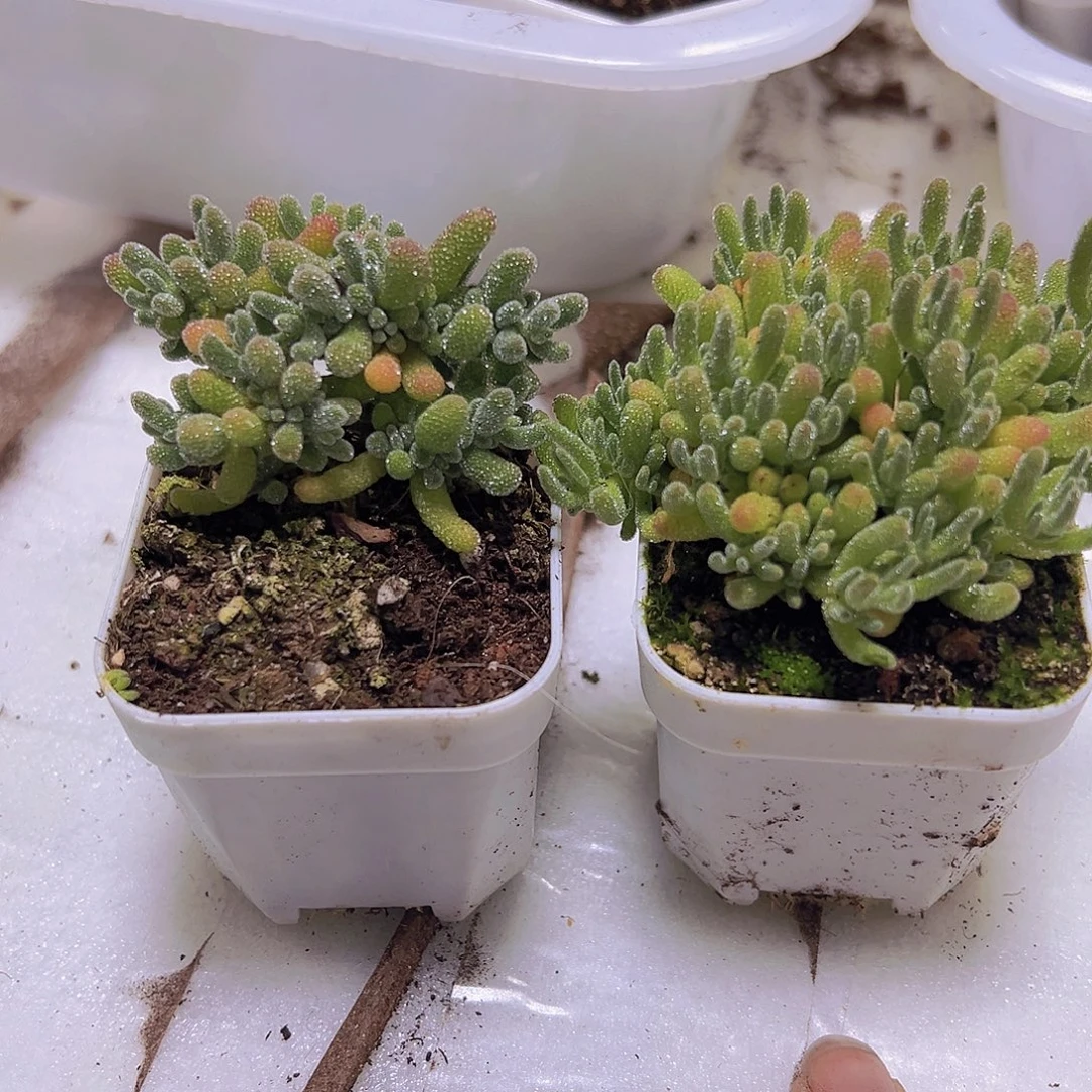 冰水晶冰晶枝干2盆19包邮