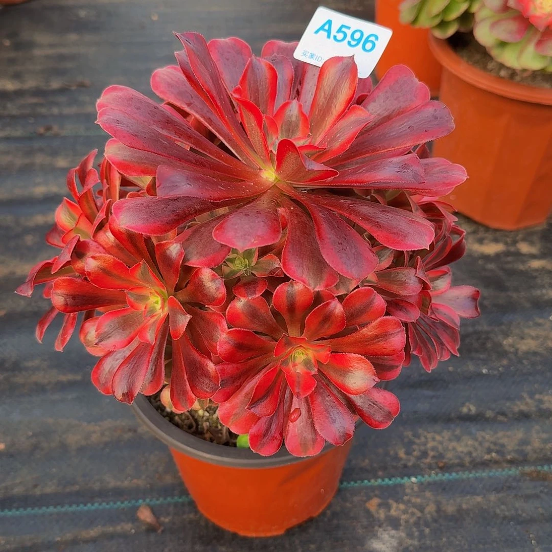 596美杜莎4444冠服20左右