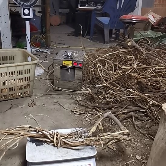 中国大陆五指毛桃整棵发货