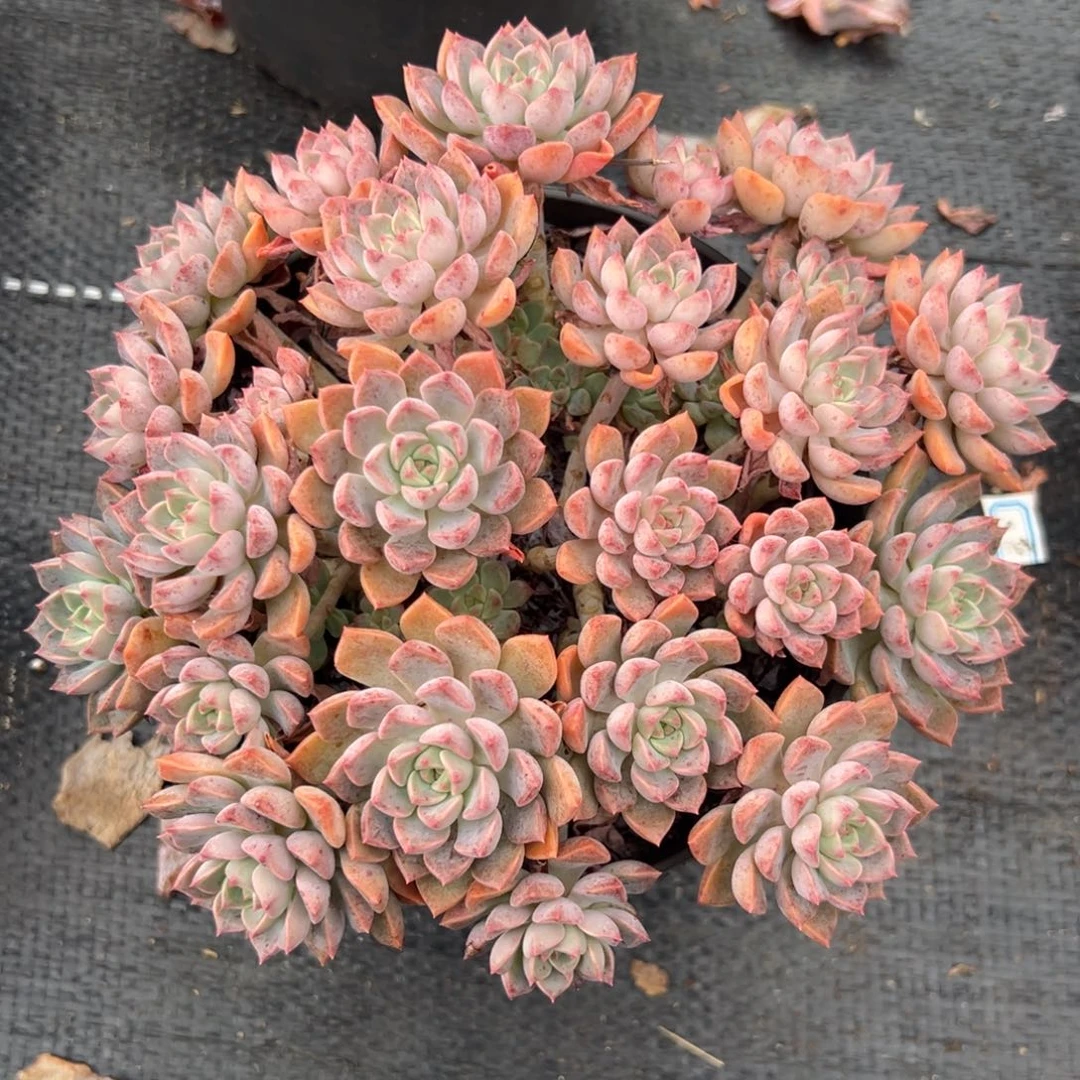 多肉植物小叶红粉佳人