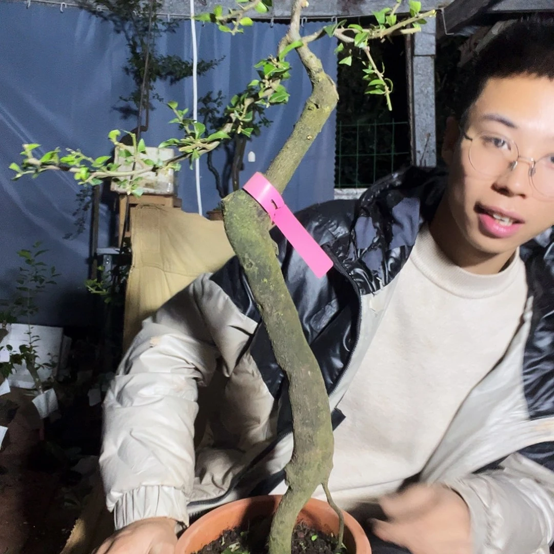 完全开放金弹子红翡一颗