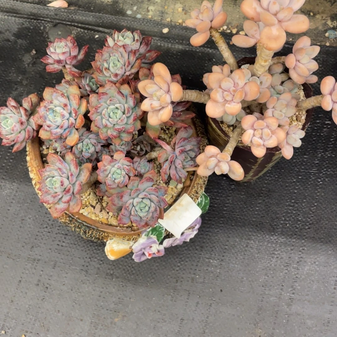 文***哒弥鹿之森一物一拍