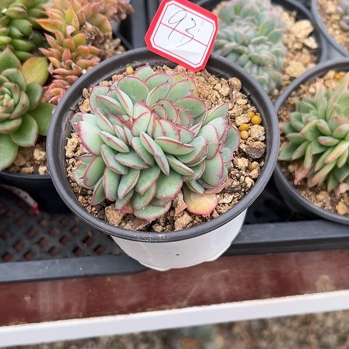 清***幽一物一拍牡丹亭多肉93