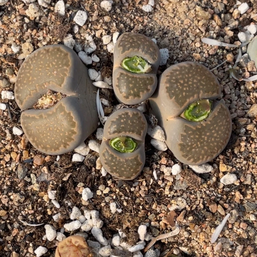 非偏远满20包邮380