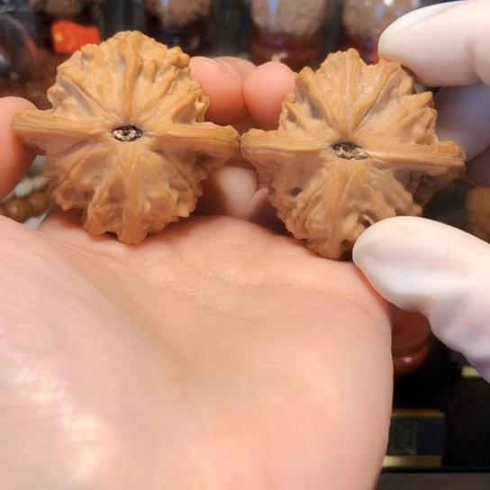 ?*智精品：大耳朵图图45尺（货头）