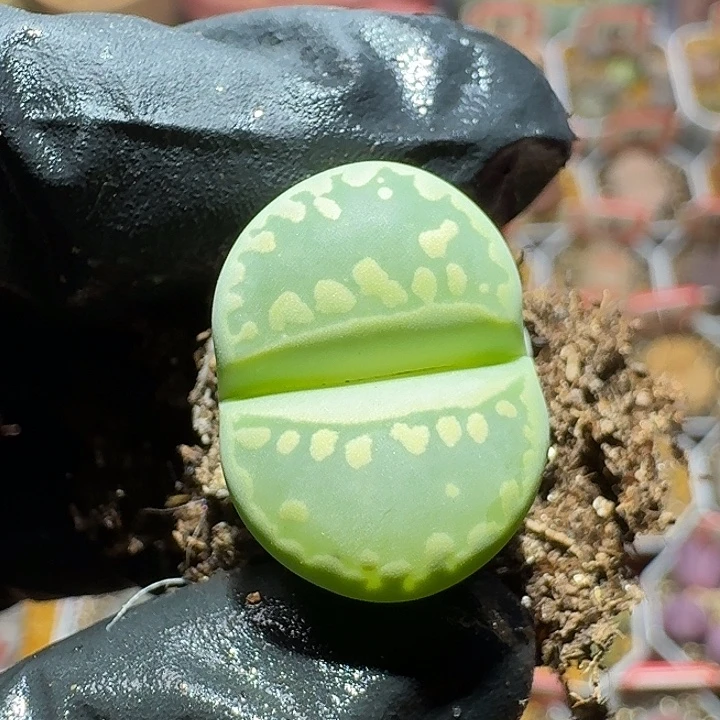 乐***妍生石花2:：：：。  38号